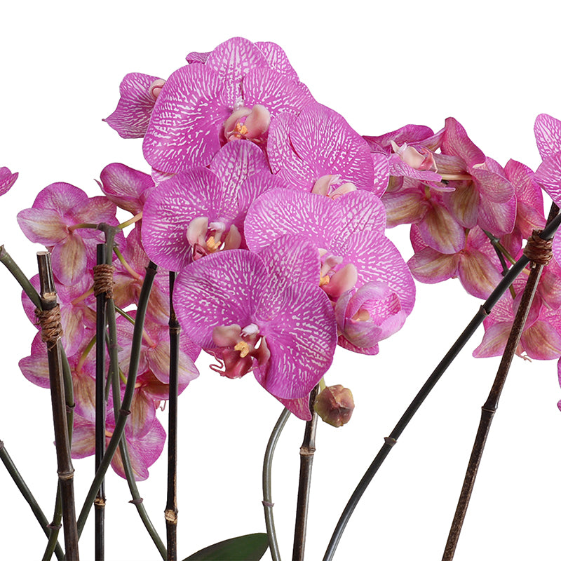 Phalaenopsis Orchid x6 Centerpiece - Fuchsia / Black