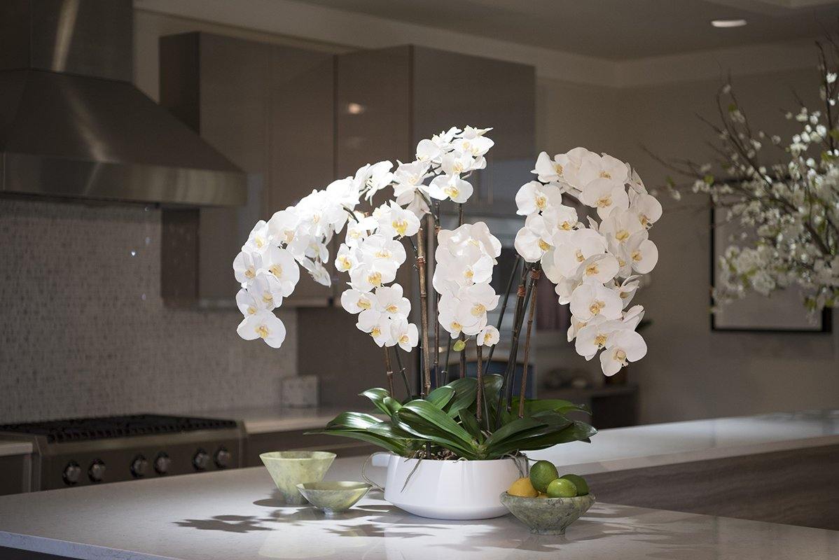 Phalaenopsis Orchid x8 in Ceramic Bowl - White - New Growth Designs