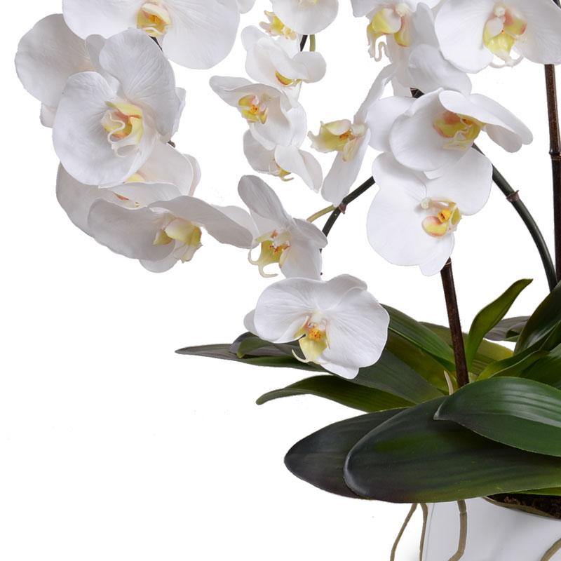 Phalaenopsis Orchid x8 in Ceramic Bowl - White - New Growth Designs