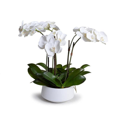 Phalaenopsis Orchid x5 in Ceramic Bowl - White - New Growth Designs