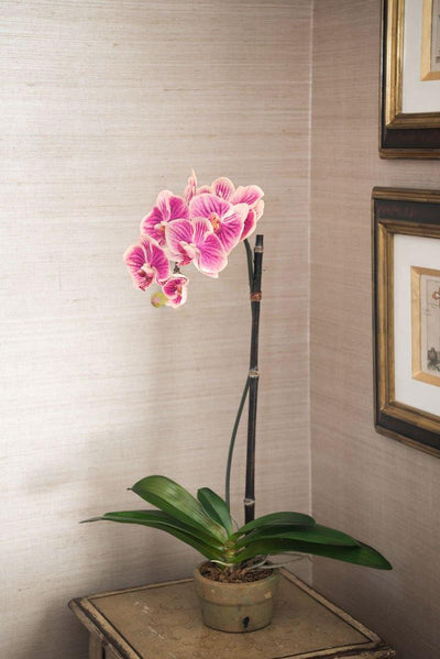 Phalaenopsis Orchid in Rustic Terracotta - Fuchsia/cream - New Growth Designs