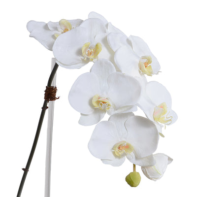 Phalaenopsis Orchid x1 in Mirror Vase - White