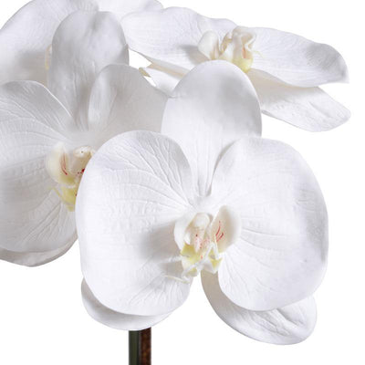 Phalaenopsis Orchid x2 in Rustic Terracotta - White - New Growth Designs