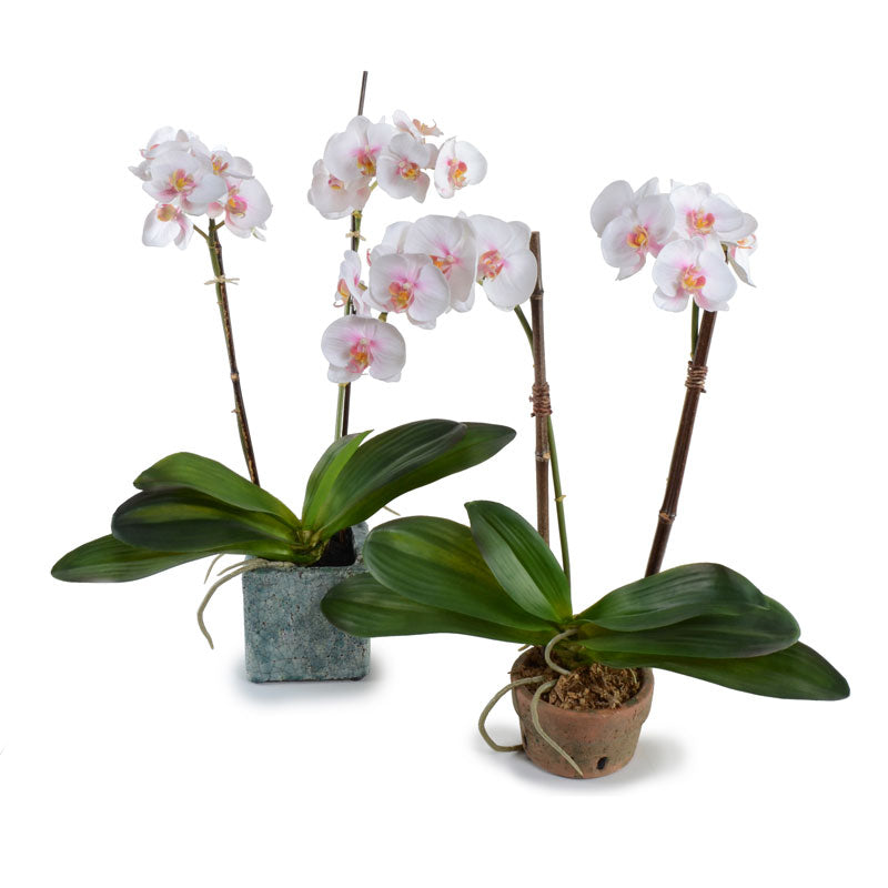 Phalaenopsis Orchid x2 in Rustic Terracotta - White-Pink