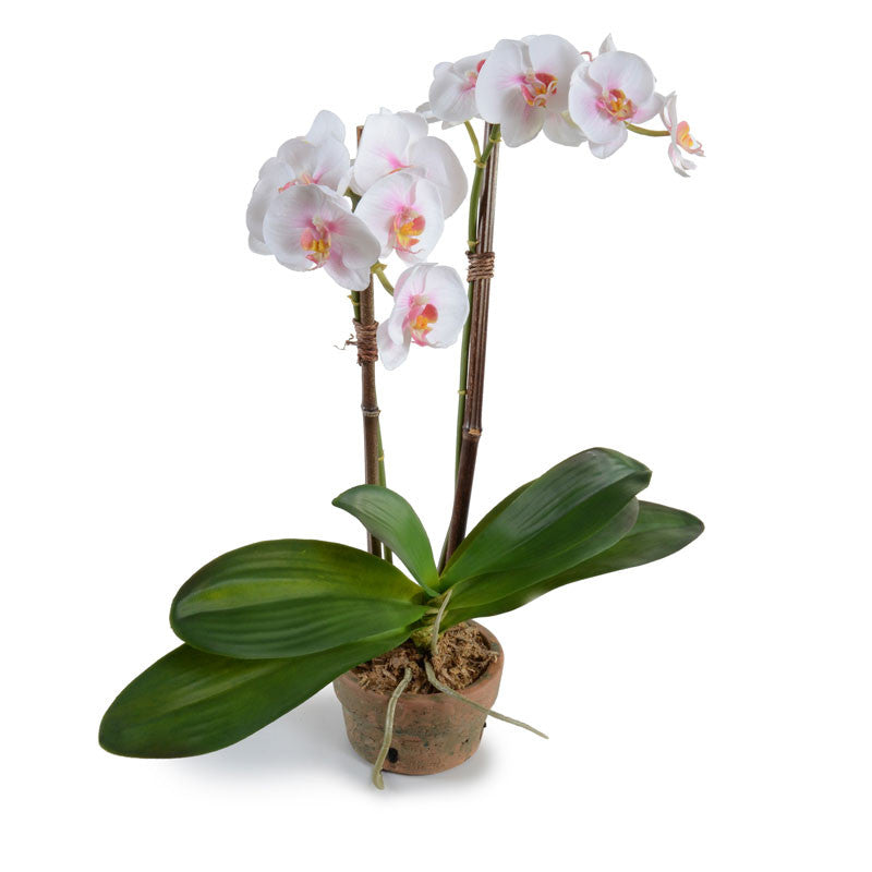 Phalaenopsis Orchid x2 in Terracotta 21"H