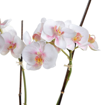 Phalaenopsis Orchid x2 in Rustic Terracotta - White-Pink
