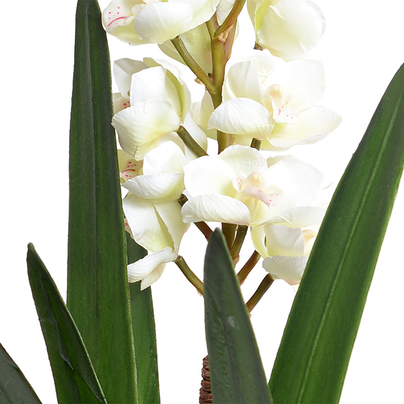 Cymbidium Orchid in Black Ceramic Vase, 26"H - White