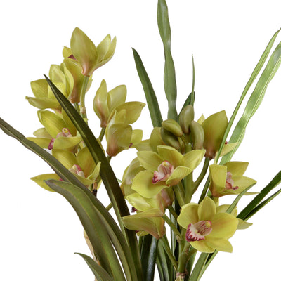 Cymbidium Orchid in Mirror Vase - Green - New Growth Designs