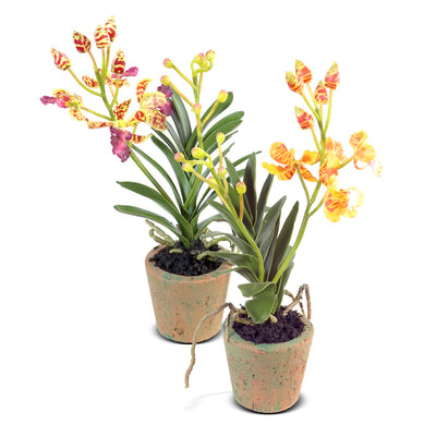Orchid Minis - Assorted
