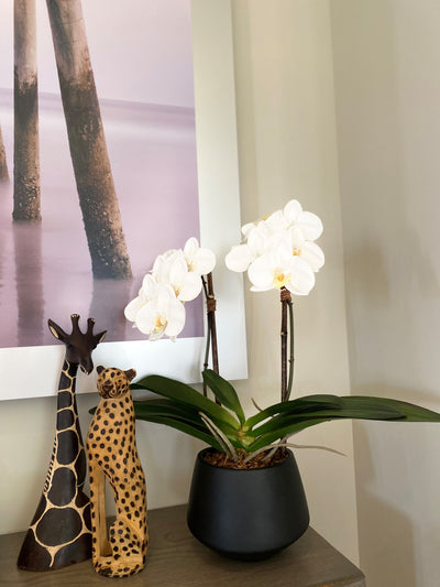 Phalaenopsis Orchid x2 in Black Ceramic Vase, 18"H - White