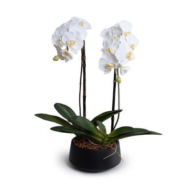 Phalaenopsis Orchid x2 in Black Ceramic Bowl, 28"H - New Growth Designs