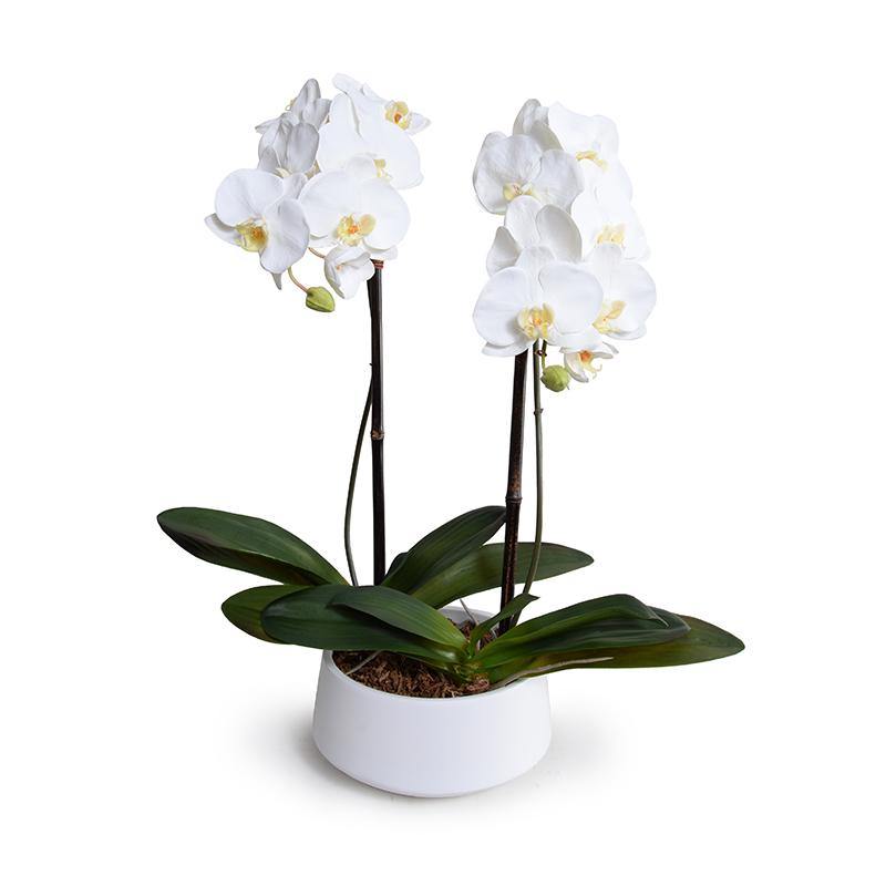 Phalaenopsis Orchid x2 in White Ceramic Bowl, 28"H - New Growth Designs