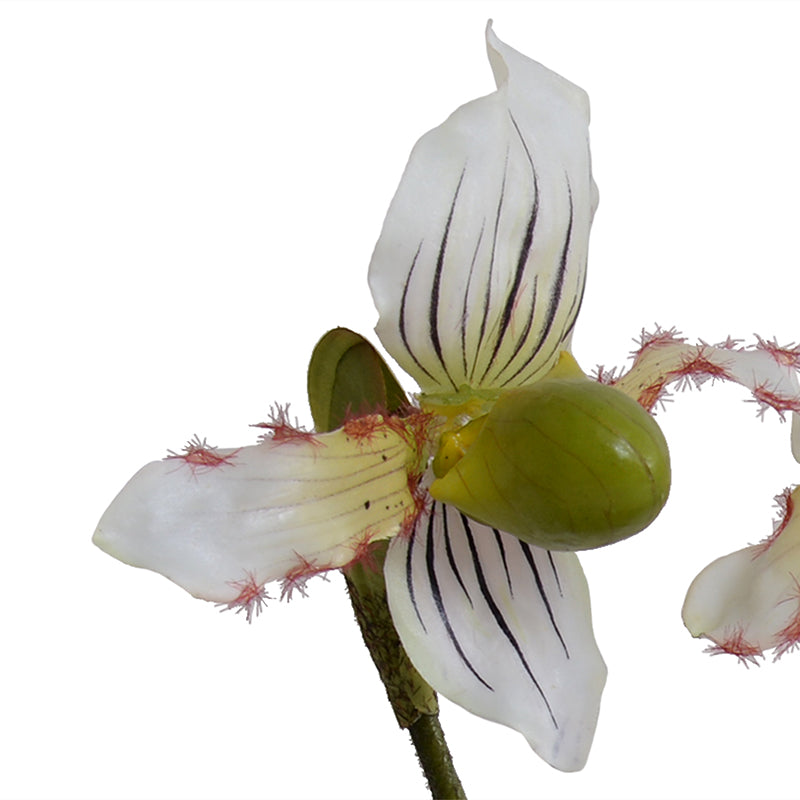 Lady's Slipper Orchid x2 in ceramic, 15"H - Green