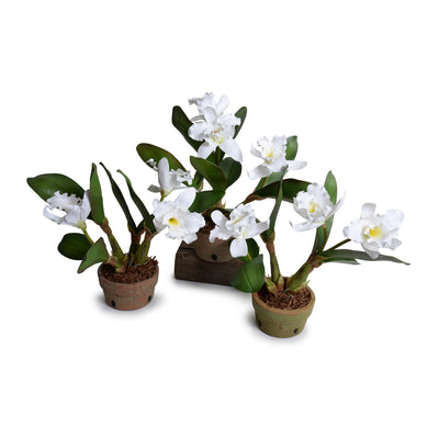 Cattleya Orchid in Terracotta - White