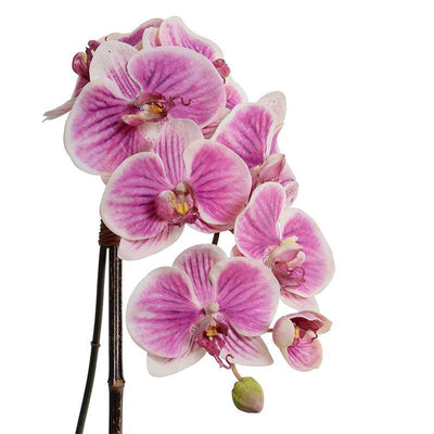 Phalaenopsis Orchid x1 in White Ceramic Bowl, 27"H - Fuchsia-Cream - New Growth Designs