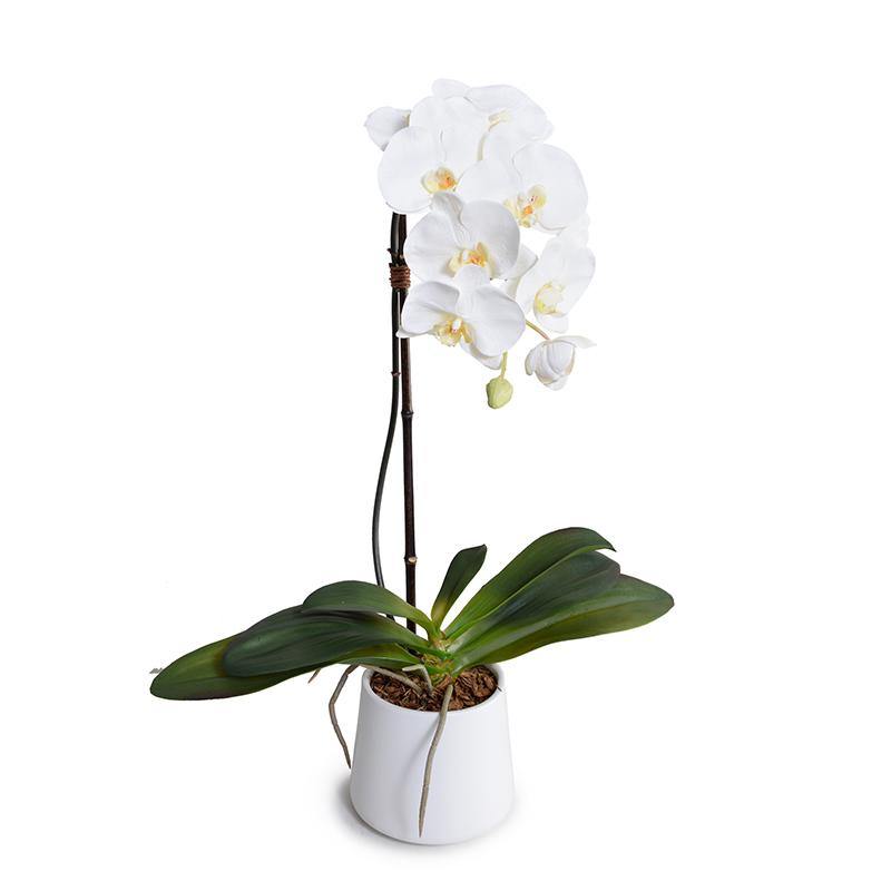 Phalaenopsis Orchid x1 in White Ceramic Bowl, 27"H - White - New Growth Designs