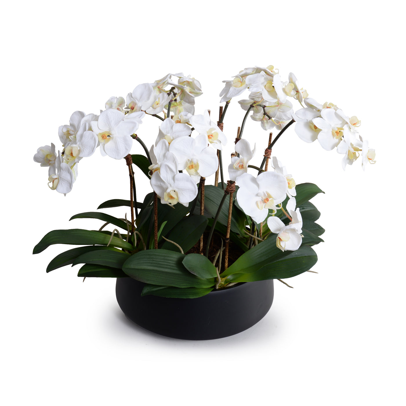 Phalaenopsis Orchid Centerpiece in Black Bowl - White