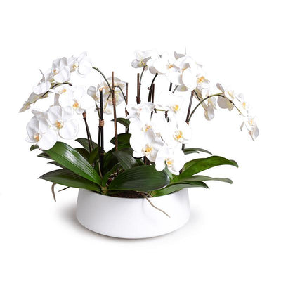 Phalaenopsis Orchid x9 in Ceramic Bowl - White - New Growth Designs