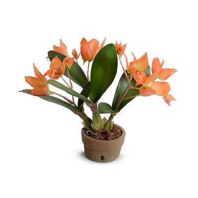 Disa Orchid plant - New Growth Designs