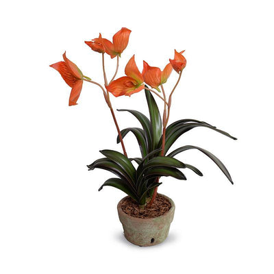 Disa Orchid in Terracotta - Orange - New Growth Designs
