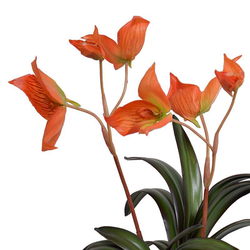Disa Orchid in Terracotta - Orange - New Growth Designs