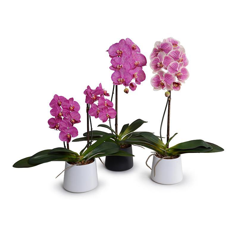 Phalaenopsis Orchid x2 in White Ceramic Bowl, 18"H - Fuchsia - New Growth Designs