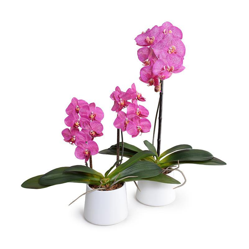 Phalaenopsis Orchid x2 in White Ceramic Bowl, 18"H - Fuchsia - New Growth Designs