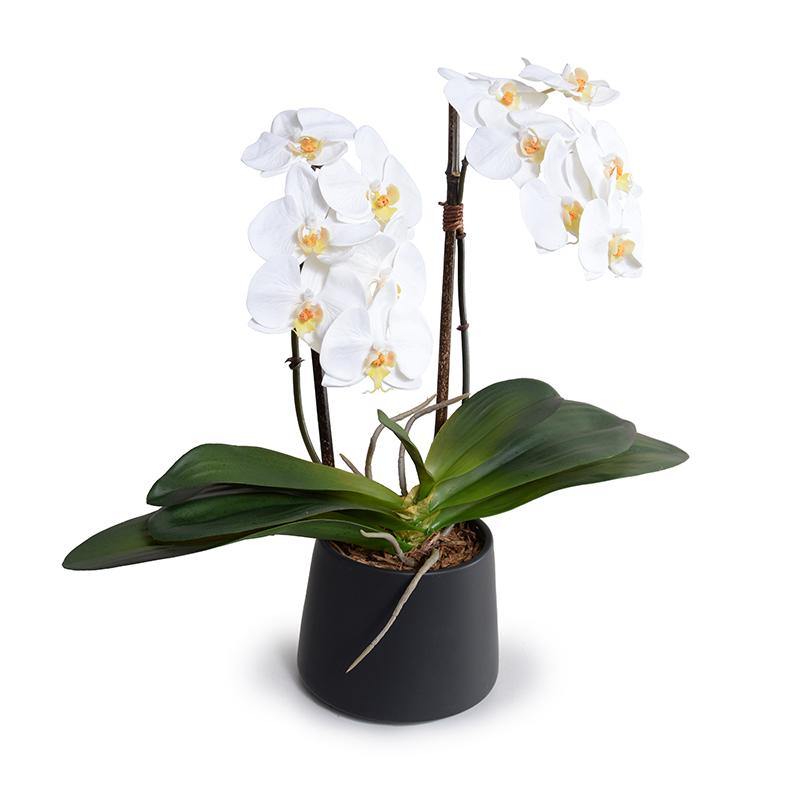 Phalaenopsis Orchid x2 in Black Ceramic Bowl, 18"H - White - New Growth Designs