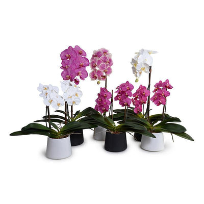 Phalaenopsis Orchid x1 in Black Ceramic Bowl, 27"H - White - New Growth Designs