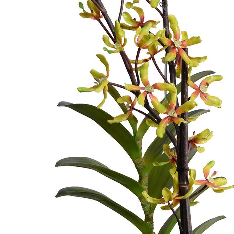 Aranda Orchid, Green-red - New Growth Designs
