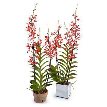 Aranda Orchid in Mirror Vase - Red - New Growth Designs