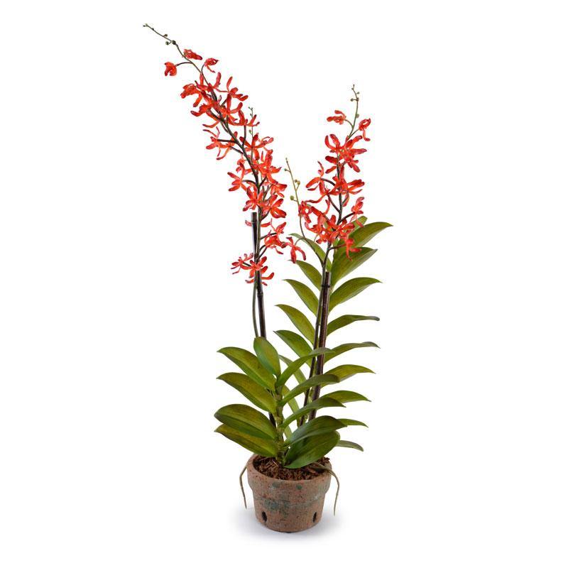Aranda Orchid - New Growth Designs