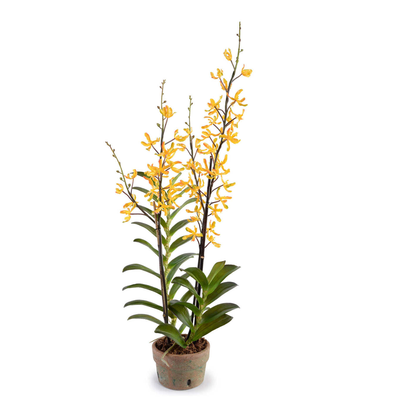 Aranda Orchid in Terracotta - Yellow - New Growth Designs