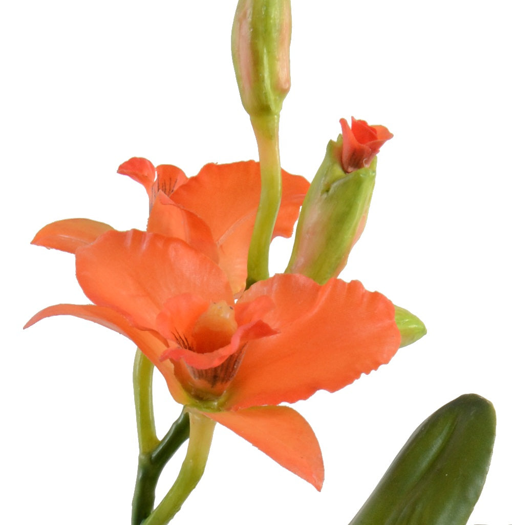 Cattleya Orchid in Terracotta - Orange
