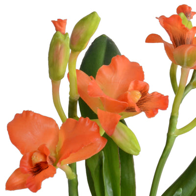 Cattleya Orchid in Mirror Vase - Orange