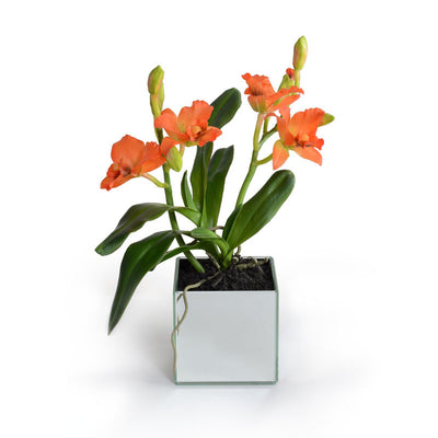 Cattleya Orchid - New Growth Designs
