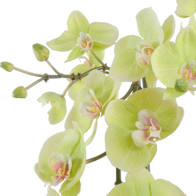 Phalaenopsis Orchid x2, Hanging - Green