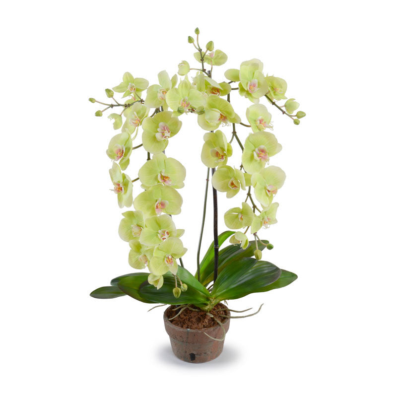 Hanging Phalaenopsis Orchid - New Growth Designs