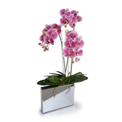 Phalaeonpsis Orchid x2 in Mirror Envelope - Fuchsia - New Growth Designs