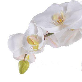 Phalaeonpsis Orchid x3 in Mirror Envelope - White - New Growth Designs