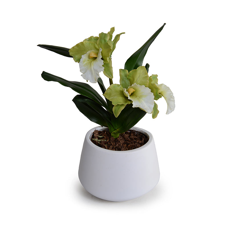 Cattleya Orchids in White Ceramic Vase, 13"H - White-green