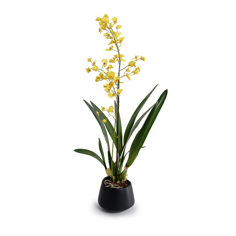 Oncidium Orchid in Black Ceramic Vase, 32"H - Yellow
