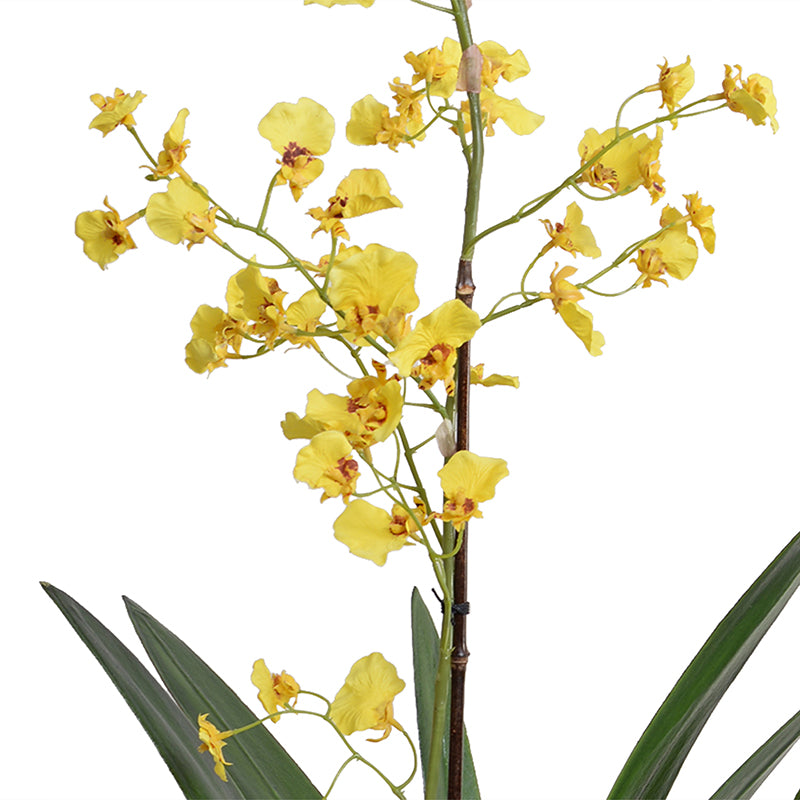 Oncidium Orchid in Black Ceramic Vase, 32"H - Yellow