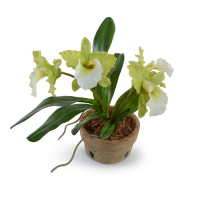 Cattleya Orchid - New Growth Designs