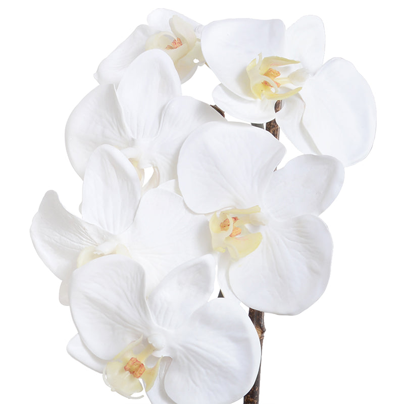 Phalaenopsis Orchid x1 in ceramic, 19"H - White