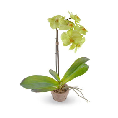 Phalaenopsis Orchid in Rustic Terracotta - Green - New Growth Designs