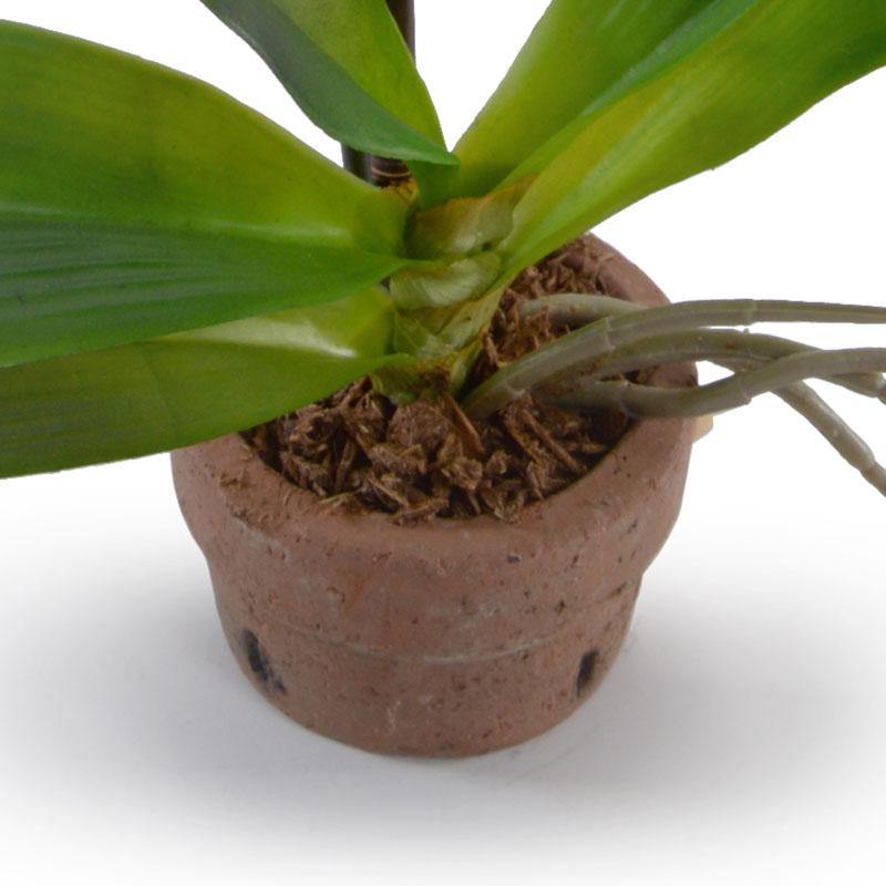 Phalaenopsis Orchid in Rustic Terracotta - Green - New Growth Designs