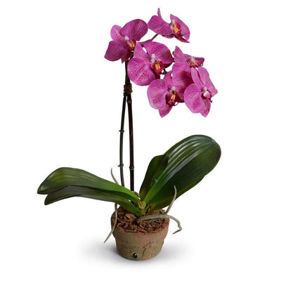 Phalaenopsis Orchid in Rustic Terracotta - Fuchsia - New Growth Designs