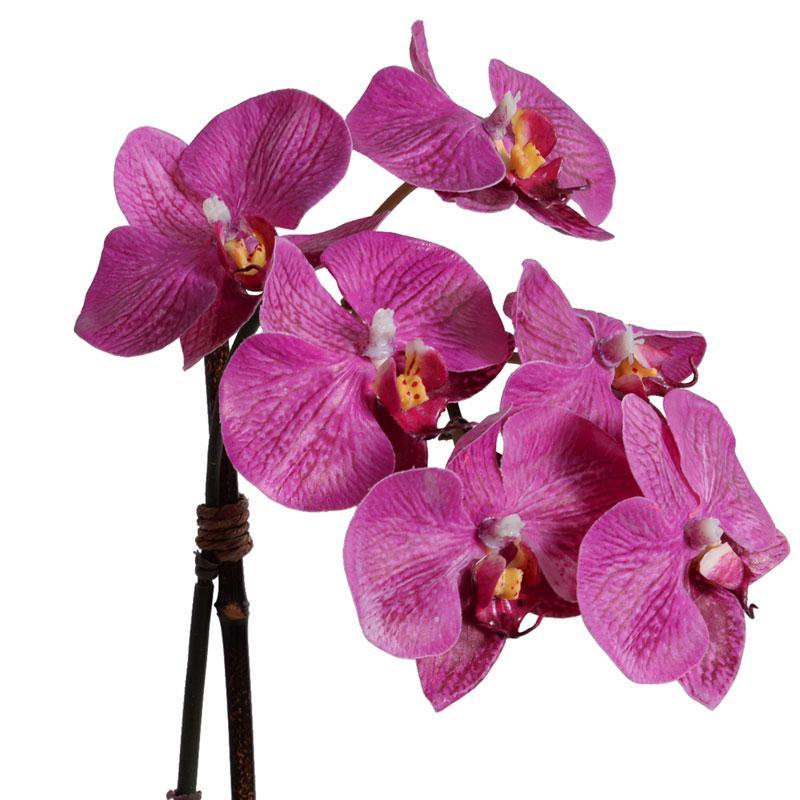 Phalaenopsis Orchid in Rustic Terracotta - Fuchsia - New Growth Designs