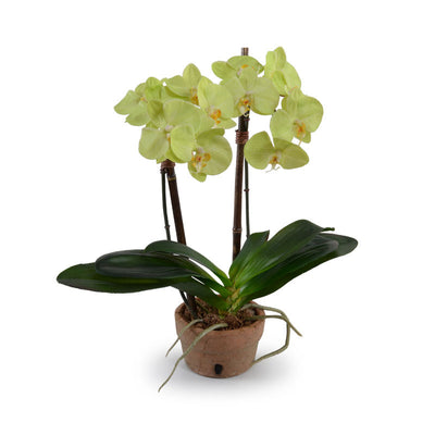 Phalaenopsis Orchid x2 in Rustic Terracotta - Green - New Growth Designs